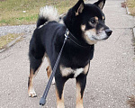 Собаки в Нижнем Новгороде: Вязка собак, 1 руб. - фото 1