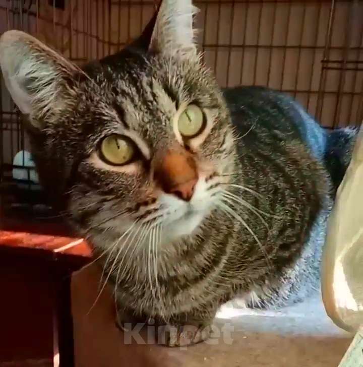 Кошки в Москве: Мишка великолепный супер ручной Мальчик, Бесплатно - фото 1