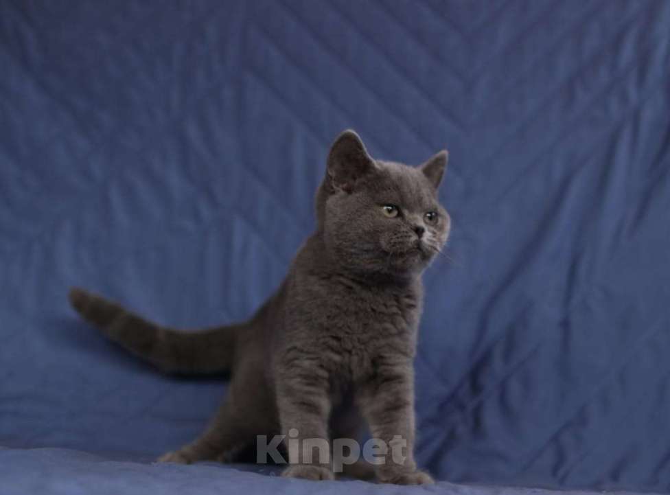 Кошки в Самаре: Прямоухая девочка Девочка, 55 000 руб. - фото 1