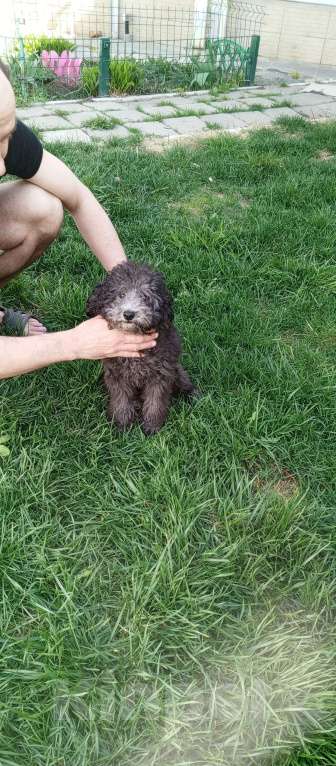 Собаки в Симферополе: Миниатюрный пудель серый подрощенный и резерв ощенившихся Мальчик, 60 000 руб. - фото 2