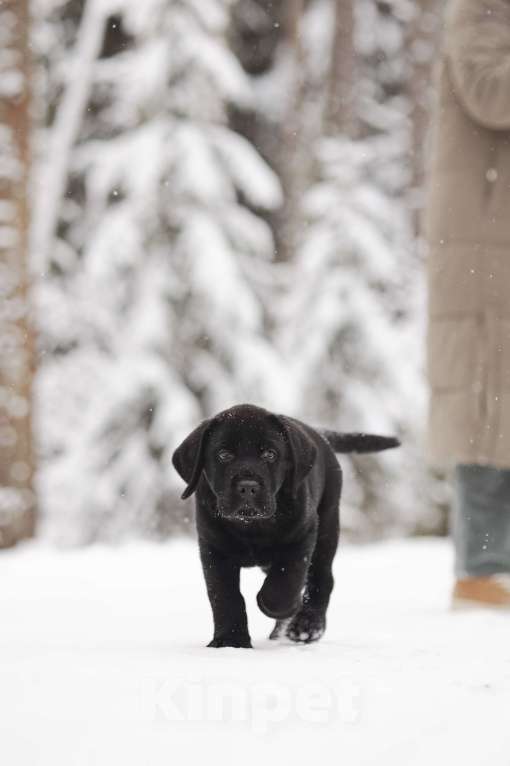 Собаки в Санкт-Петербурге: IRISLAV BLUES Мальчик, 160 000 руб. - фото 4