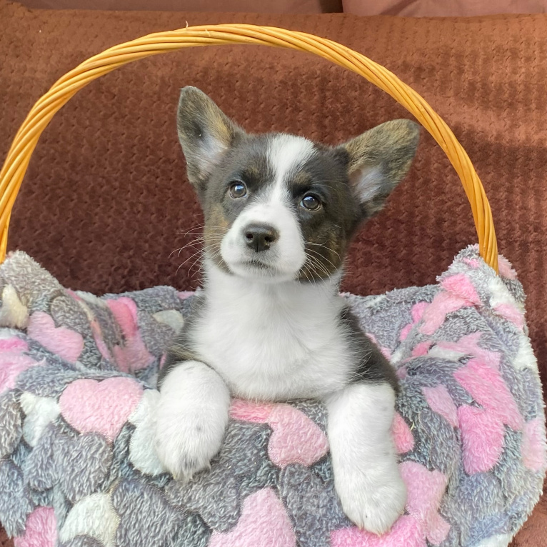 Собаки в Москве: Щенки вельш-корги кардиган Разнополые, 30 000 руб. - фото 4