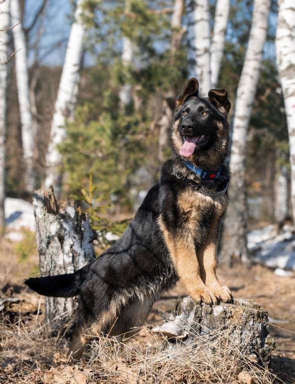 Собаки в других городах Московской области: Собаки щенки немецкой овчарки рабочего разведения Девочка, 80 000 руб. - фото 1