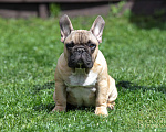 Собаки в Москве: Мальчик французского бульдога Мальчик, 100 000 руб. - фото 2