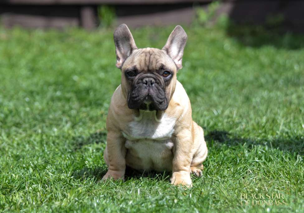 Собаки в Москве: Мальчик французского бульдога Мальчик, 100 000 руб. - фото 2