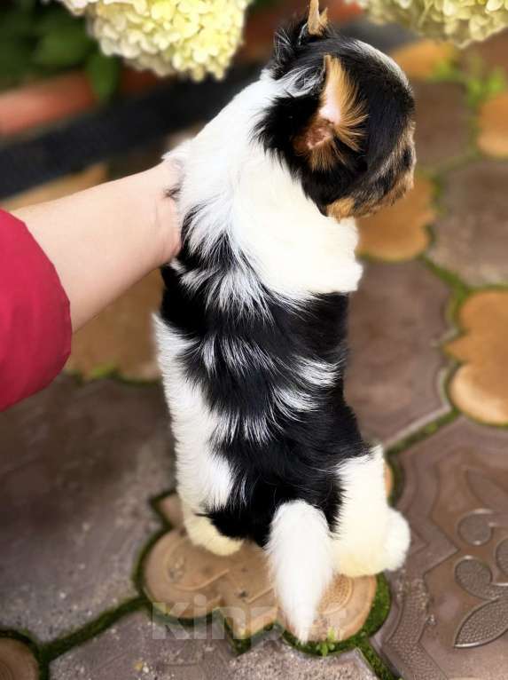 Собаки в Москве: Перспективный мальчик Бивер  Мальчик, 75 000 руб. - фото 2