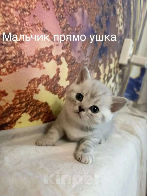 Кошки в Хабаровске: Шотландские котятки Мальчик, 15 000 руб. - фото 4