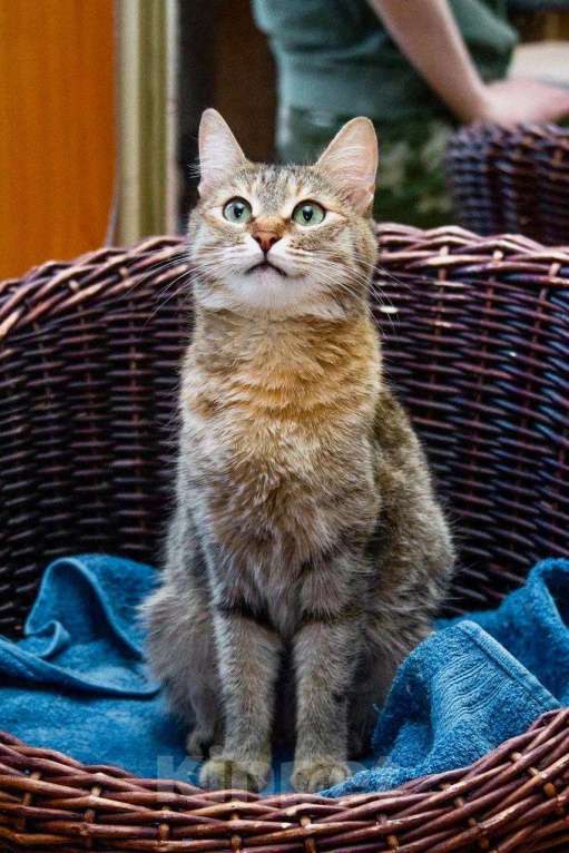 Кошки в Москве: Полосатая кошечка Карамелька в добрые руки Девочка, Бесплатно - фото 6