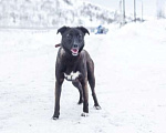 Собаки в Москве: Олди срочно нужна семья Девочка, Бесплатно - фото 4