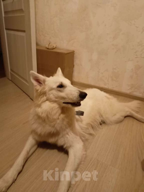 Собаки в Кирове: Швейцарская овчарка Девочка, 8 000 руб. - фото 6