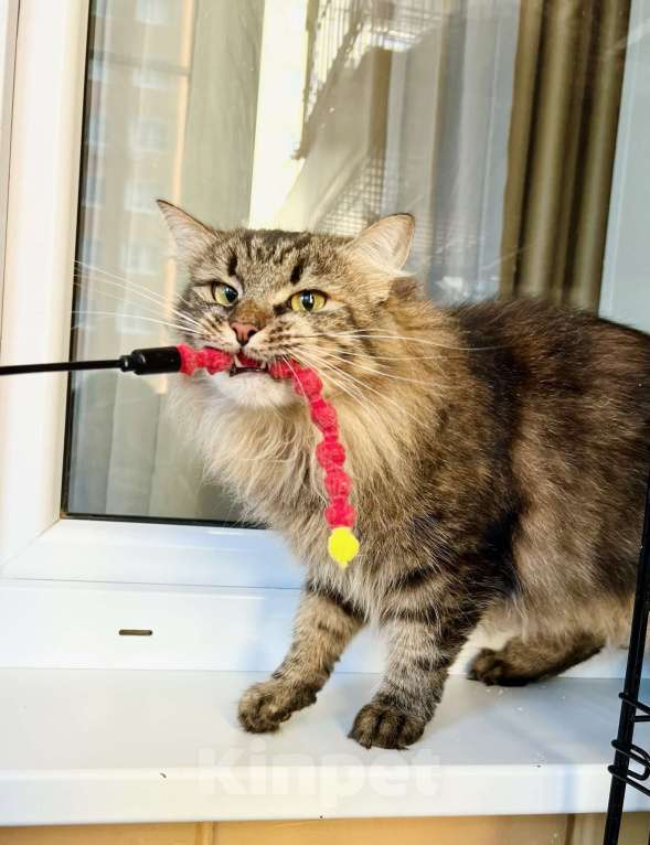 Кошки в Москве: Молодая пушистая кошечка Венди в добрые руки Девочка, Бесплатно - фото 5