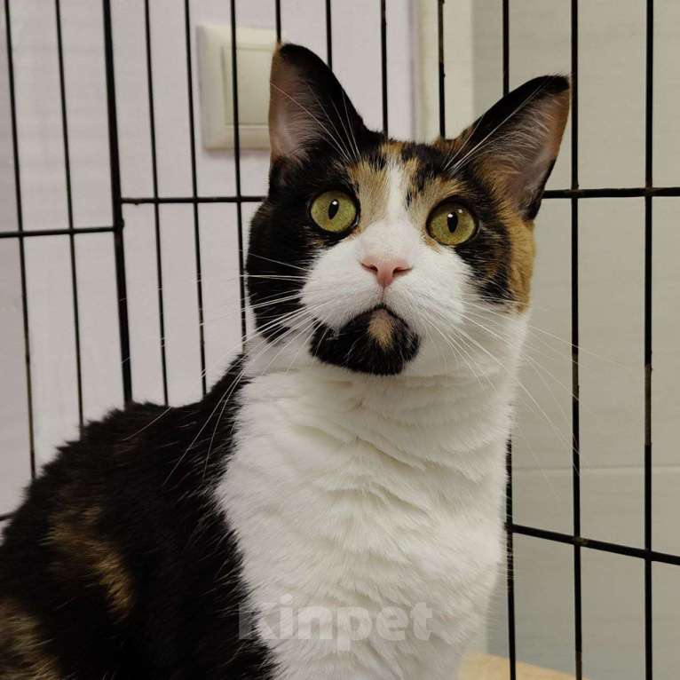 Кошки в Москве: Трехцветная кошка в добрые руки Девочка, Бесплатно - фото 4