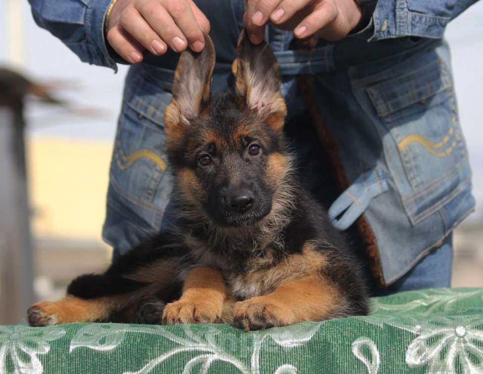 Собаки в Краснодаре: Щенки немецкой овчарки Разнополые, 45 000 руб. - фото 3