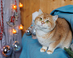 Кошки в Владивостоке: Британский котенок. Очаровательная шоколадка  Девочка, 60 000 руб. - фото 1