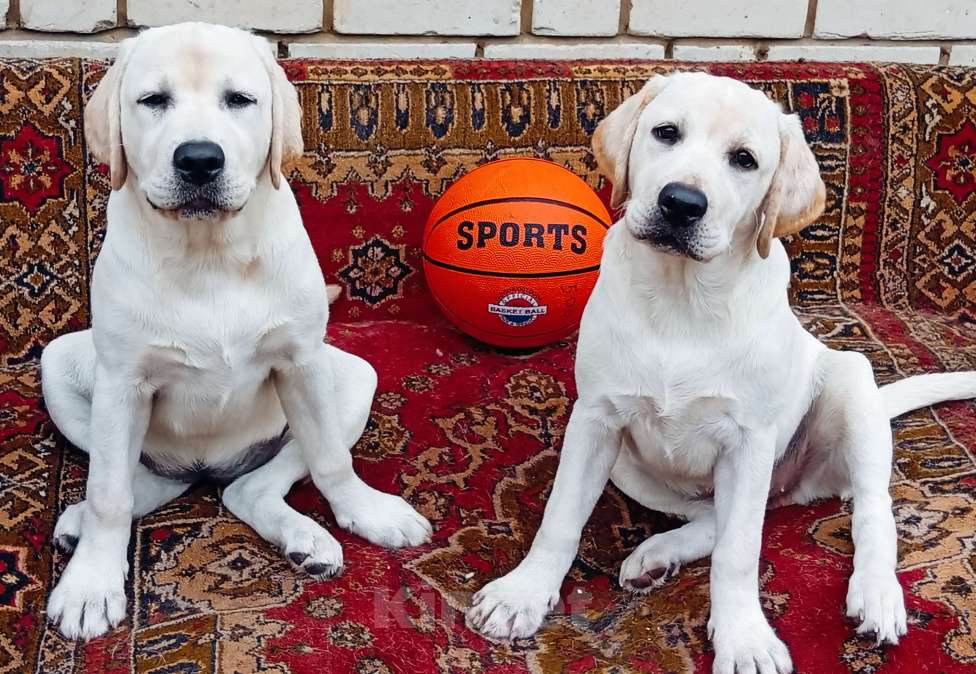 Собаки в Саратове: Щенки от Пары Чемпионов! Документы РКФ, Вакцинация по возрасту! Девочка, 45 000 руб. - фото 4