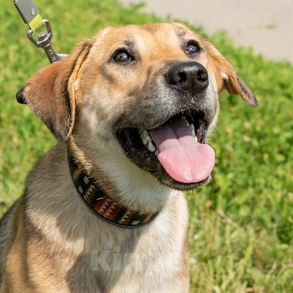 Собаки в Москве: Рыжая дворянка в добрые руки Девочка, Бесплатно - фото 3