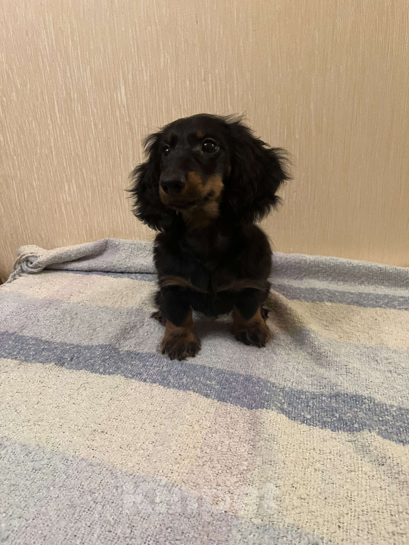 Собаки в Москве: Черно-подпалый мальчик длинношерстной таксы Мальчик, 50 000 руб. - фото 3