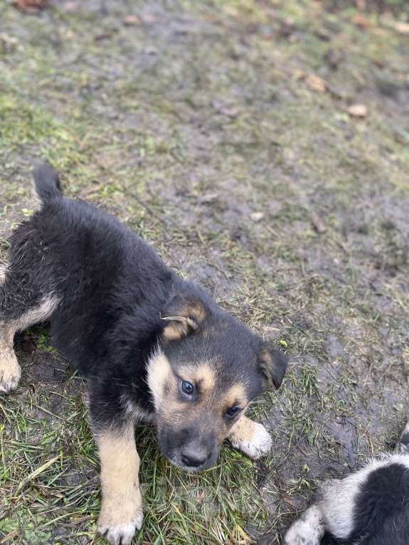 Собаки в Балашихе: Щенок в добрые руки Мальчик, Бесплатно - фото 1