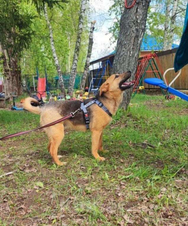 Собаки в других городах Московской области: Собака из приюта Мальчик, Бесплатно - фото 3