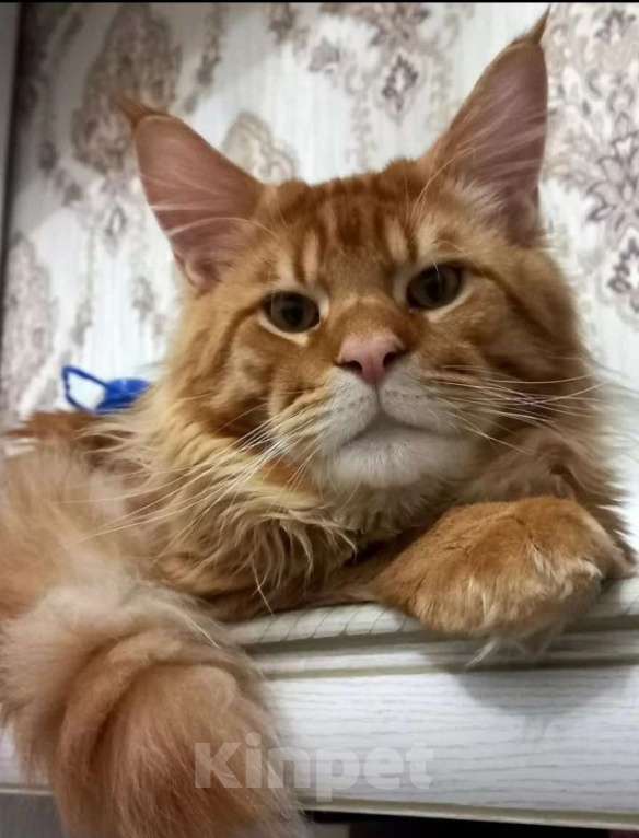 Кошки в других городах Краснодарского края: Рыжий котенок мейн-кун девочка Девочка, 13 000 руб. - фото 2