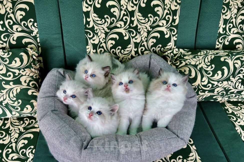Кошки в Москве: Котята породы рэгдолл Девочка, 50 000 руб. - фото 1