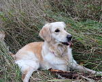 Собаки в Москве: Отдам в очень добрые руки девочку золотистого ретривера Девочка, Бесплатно - фото 2