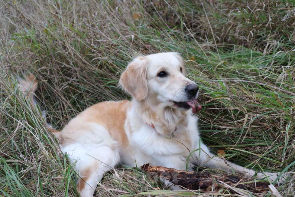 Собаки в Москве: Отдам в очень добрые руки девочку золотистого ретривера Девочка, Бесплатно - фото 2