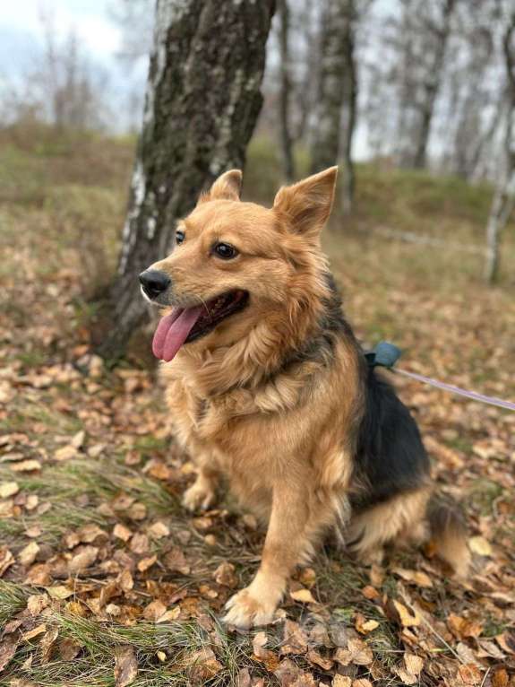 Собаки в Москве: Астра Девочка, Бесплатно - фото 2