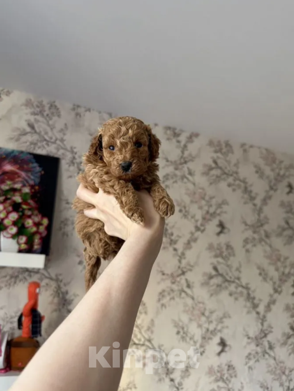 Собаки в Москве: Девочка Девочка, 45 000 руб. - фото 1