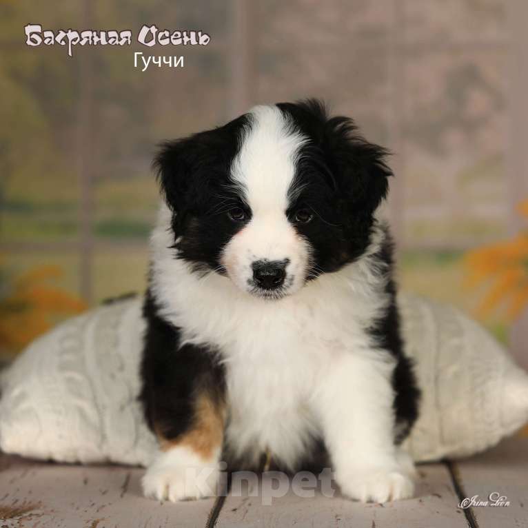 Собаки в других городах Московской области: Продается мальчик миниаусси Мальчик, 80 000 руб. - фото 4