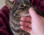 Кошки в Санкт-Петербурге: Кошечка для души с нашим полным обеспечением Девочка, Бесплатно - фото 1