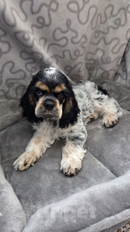 Собаки в Новороссийске: Кокер спаниель щенок Девочка, 55 000 руб. - фото 3