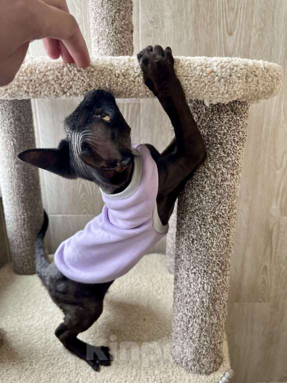 Кошки в Москве: Девон Рекс девочка шикарная  Девочка, 35 000 руб. - фото 2