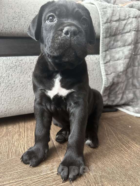 Собаки в других городах Московской области: Щенки кане-корсо Девочка, 45 000 руб. - фото 7