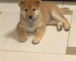 Собаки в Санкт-Петербурге: Продам парня и девочку сиба ину Девочка, 100 000 руб. - фото 8