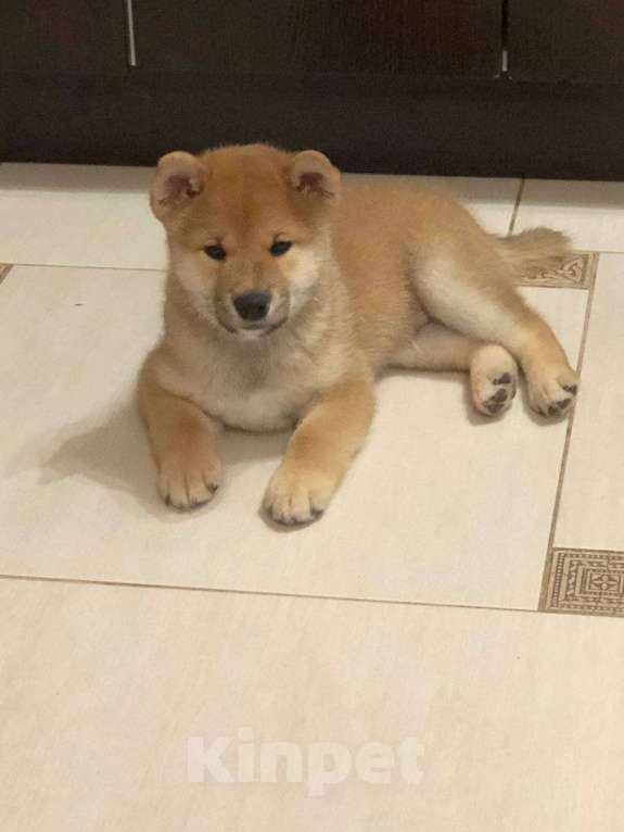 Собаки в Санкт-Петербурге: Продам парня и девочку сиба ину Девочка, 100 000 руб. - фото 8