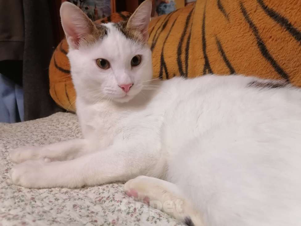 Кошки в Москве: Котёнок в добрые руки Мальчик, Бесплатно - фото 1