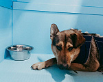 Собаки в Видном: Фабия. Робкая девочка-подросток в поисках дома и семьи. Девочка, Бесплатно - фото 4