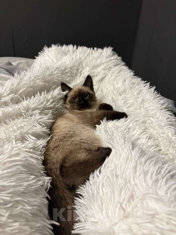 Кошки в Армавире: Тайский котëнок Мальчик, Бесплатно - фото 2