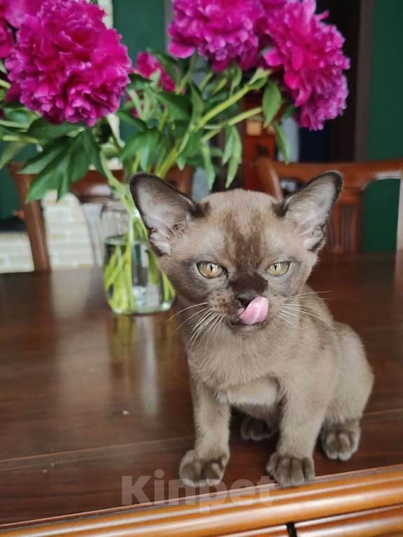 Кошки в Москве: Брутальный бурманскрй мальчик Мальчик, Бесплатно - фото 2