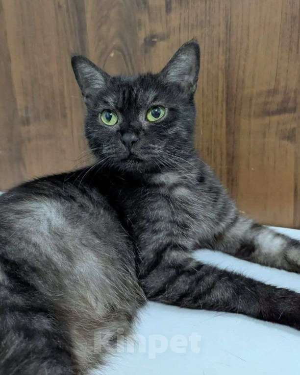 Кошки в Москве: Мишель ищет дом Девочка, Бесплатно - фото 2