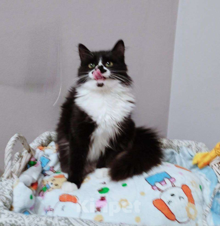 Кошки в других городах Московской области: Смешная девчоночка Мия в добрые руки Девочка, Бесплатно - фото 2