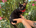 Кошки в Сочи: Котята в добрые руки Разнополые, Бесплатно - фото 1