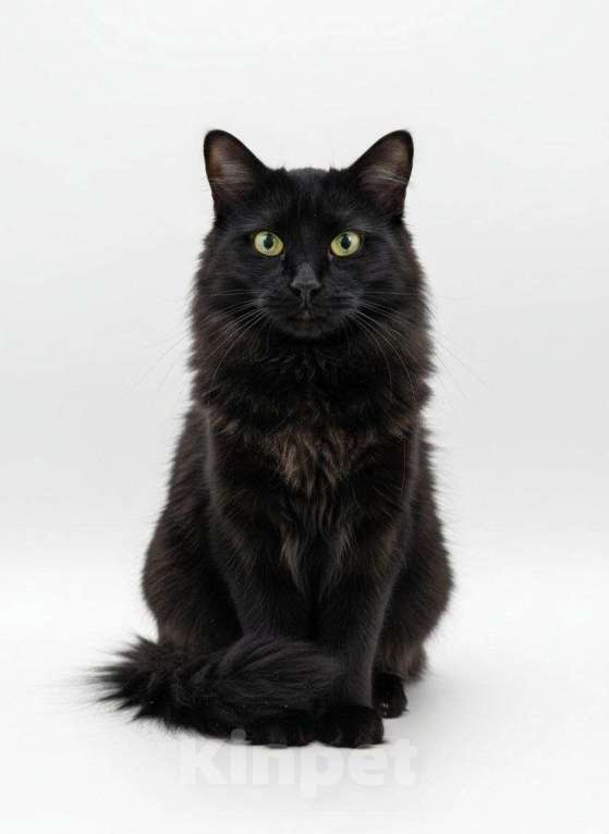 Кошки в Москве: Котик Оскар ищет дом Мальчик, Бесплатно - фото 3