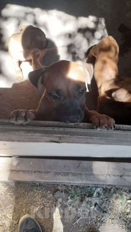 Собаки в других городах Ставропольского края: Ищем хороших хозяев  Девочка, Бесплатно - фото 8