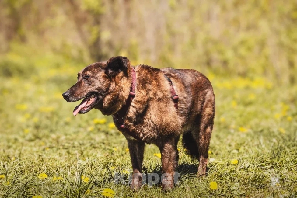 Собаки в других городах Московской области: Москва и МО. Тайра ищет дом Девочка, Бесплатно - фото 4