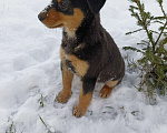 Собаки в других городах Ленинградской области: Трехцветный язык  Мальчик, Бесплатно - фото 5