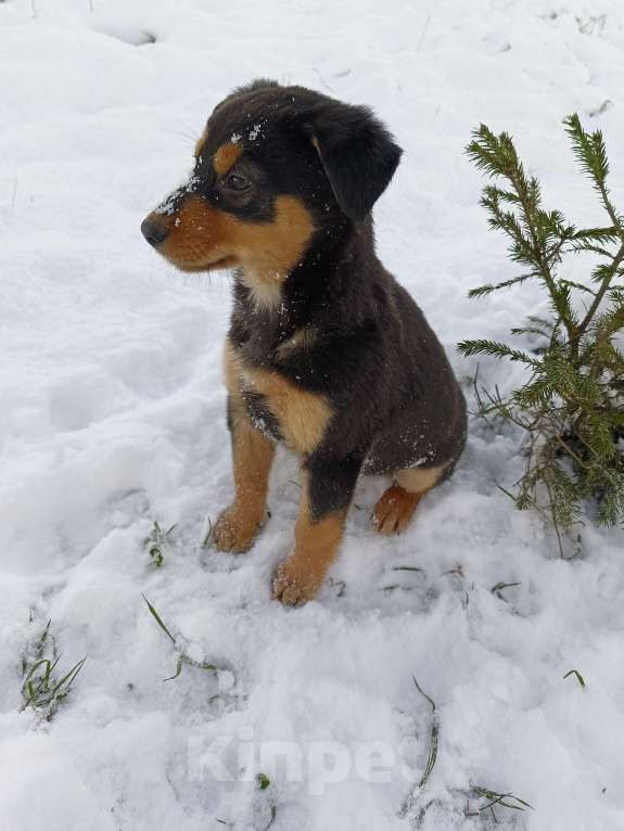 Собаки в других городах Ленинградской области: Трехцветный язык  Мальчик, Бесплатно - фото 5