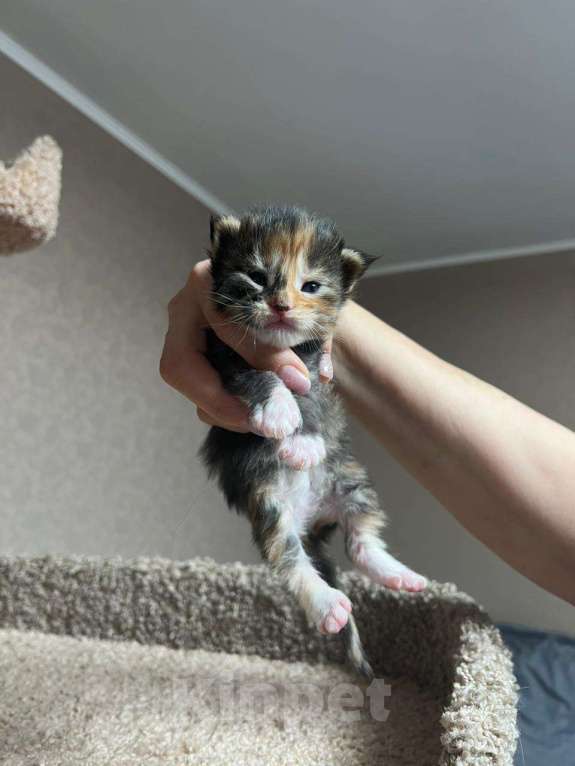 Кошки в Новосибирске: Открыто резервирование  Девочка, 80 000 руб. - фото 1