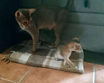 Кошки в Лобне: абиссинские котята, 20 000 руб. - фото 5